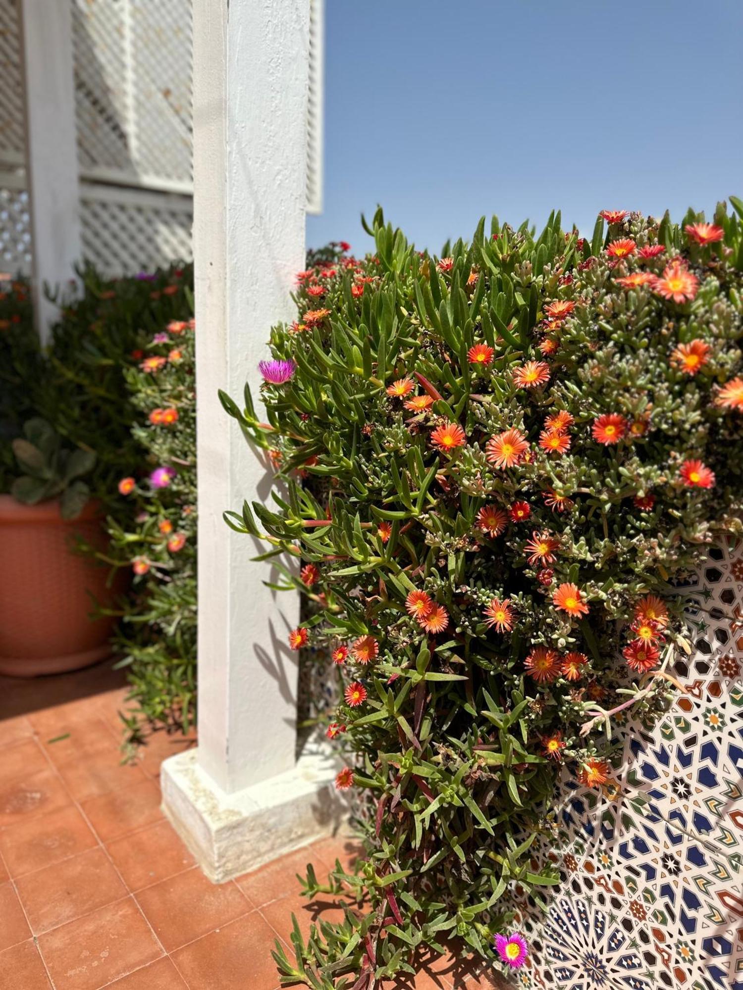 Al Zahia